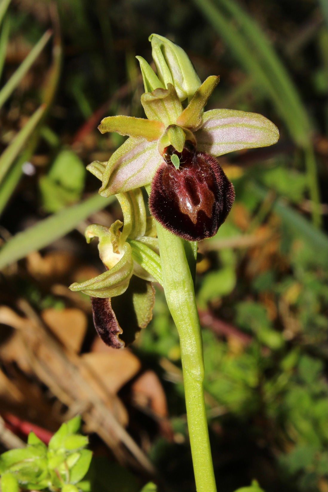 Ophrys arachnitiformis a confronto